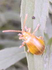 Monocesta coryli