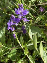 Polygala alpestris