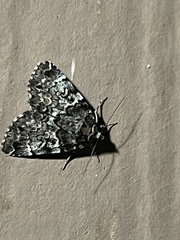 Allotria