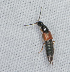 Philonthus rufulus