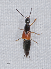 Philonthus rufulus