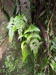 Dryopteris sparsa