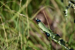 Chrysochus cobaltinus