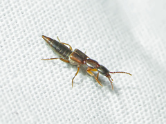 Philonthus rufulus
