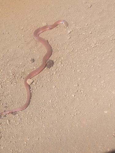 Photo of a African Cobra (Naja pallida)