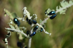 Chrysochus cobaltinus