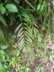 Goniophlebium persicifolium