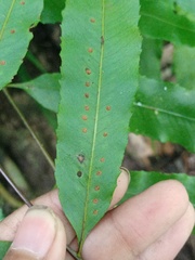 Goniophlebium persicifolium