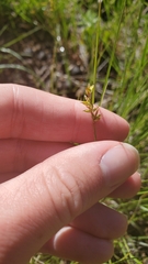 Carex vallicola