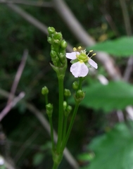 Alisma lanceolatum