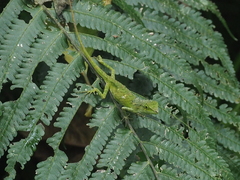 Pseudocalotes tympanistriga