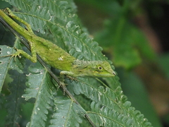 Pseudocalotes tympanistriga