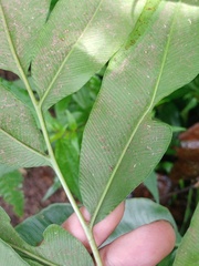 Coniogramme fraxinea