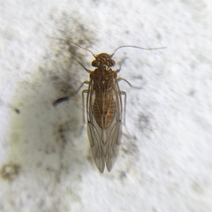 Lachesillidae