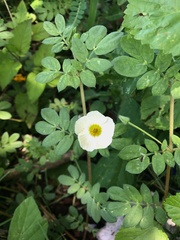 Kallstroemia rosei