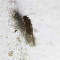 Lachesillidae
