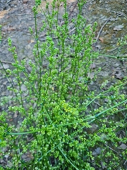 Galium