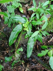 Coniogramme fraxinea