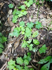 Hydrocotyle javanica