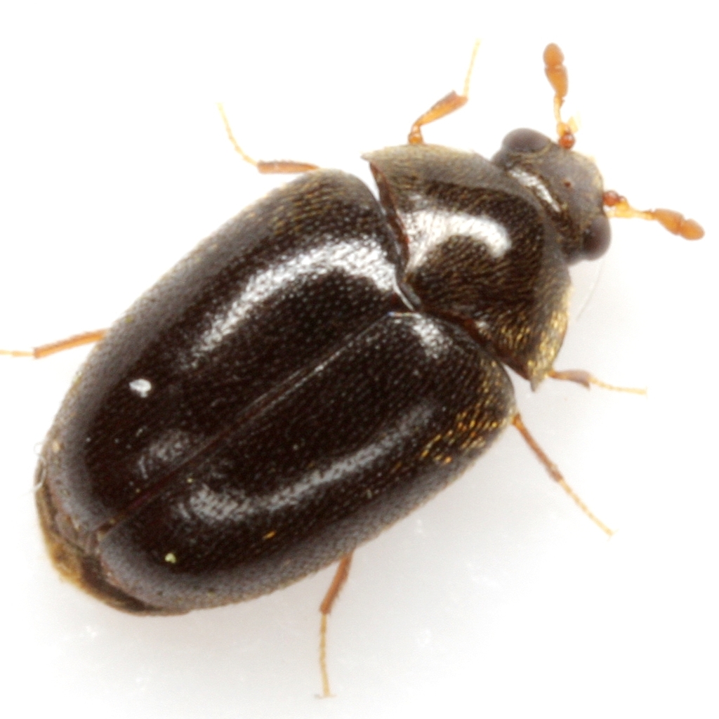 Cryptorhopalum