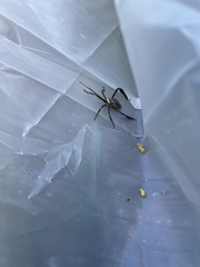 Acanthocephala declivis