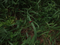 Lycus sanguinipennis