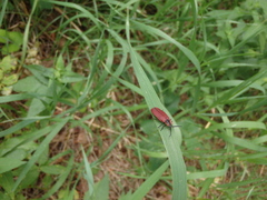 Lycus sanguinipennis