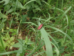 Lycus sanguinipennis