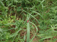 Lycus sanguinipennis