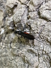 Atanycolus cappaerti