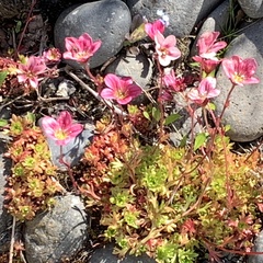 Saxifraga