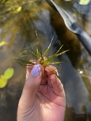 Najas minor