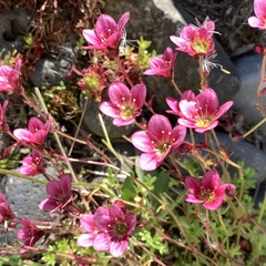 Saxifraga