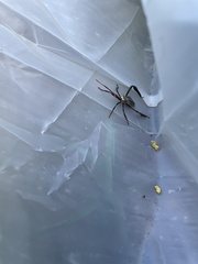 Acanthocephala declivis