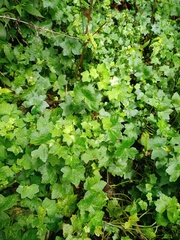 Hydrocotyle javanica