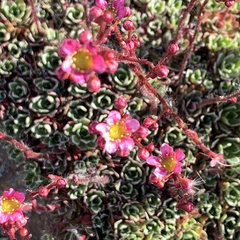 Saxifraga