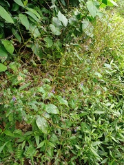 Rhynchoglossum