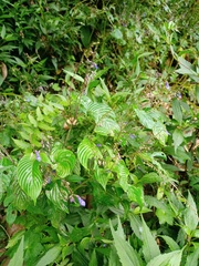Rhynchoglossum