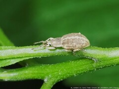 Aphrastus taeniatus