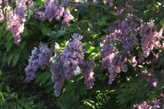 Syringa × prestoniae