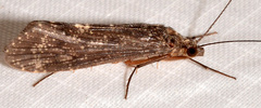 Hydropsyche betteni