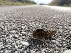 Prionotropis hystrix