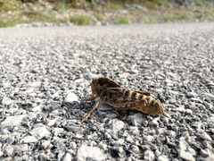 Prionotropis hystrix