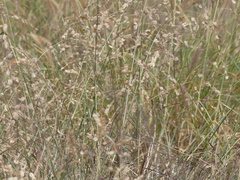 Eragrostis superba