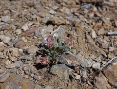 Townsendia scapigera