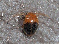 Prionocyphon discoideus