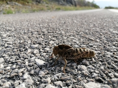 Prionotropis hystrix