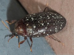 Chelonarium lecontei
