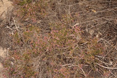 Erica dispar