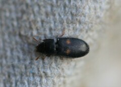 Tenebroides bimaculatus
